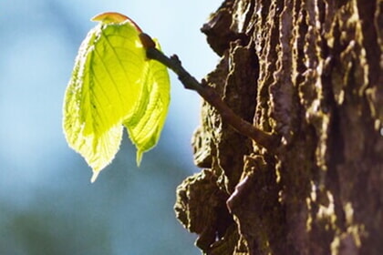Besondere Gottesdienste Karwoche und Ostern