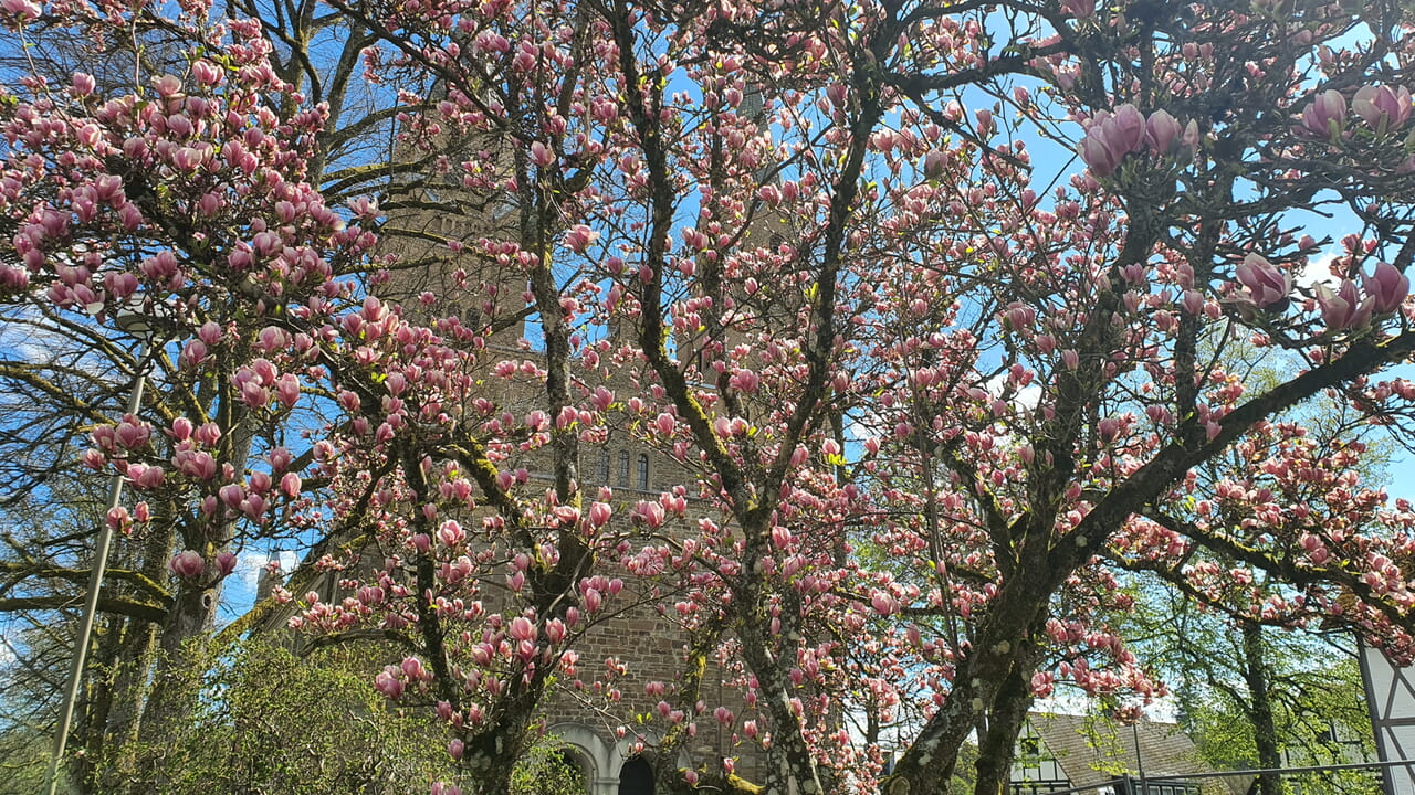 Magnolie